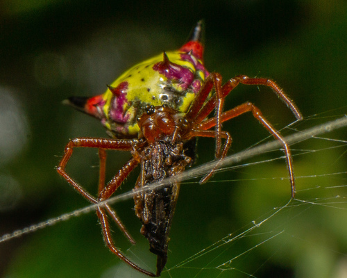 Arrow-shaped Orbweaver photo 3