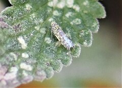 Eupteryx decemnotata