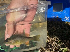 Lepomis macrochirus × cyanellus