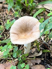 Russula amoenolens
