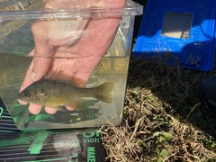 Lepomis macrochirus × cyanellus