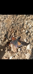 Lycaena helle