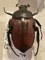 Anochilia