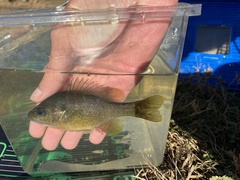 Lepomis macrochirus × cyanellus