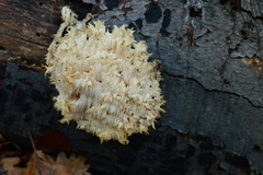 Hericium clathroides