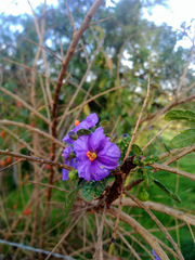 Lycianthes lycioides