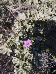 Leucophyllum