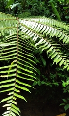 Gymnosphaera podophylla