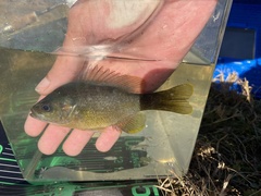 Lepomis macrochirus × cyanellus