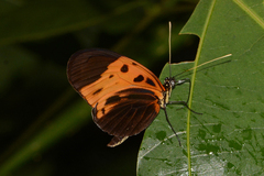 Heliconius numata bicoloratus