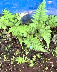 Deparia petersenii