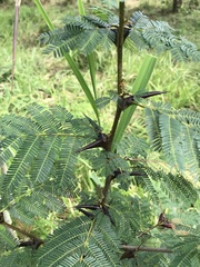 Vachellia cornigera