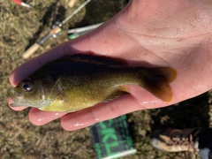 Lepomis macrochirus × cyanellus