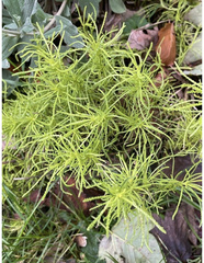 Santolina rosmarinifolia