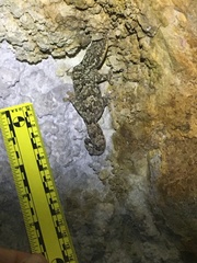 Thecadactylus rapicauda