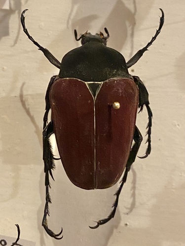 Parchula Insect Genus Parachilia · iNaturalist