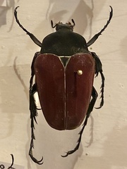 Cetoniinae