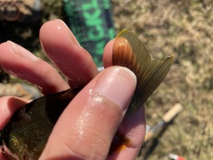 Lepomis macrochirus × cyanellus
