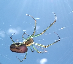 Leucauge