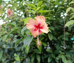Hibiscus rosa-sinensis