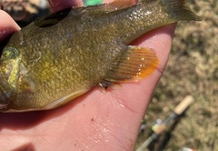 Lepomis macrochirus × cyanellus