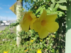 Allamanda cathartica