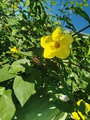 Allamanda cathartica