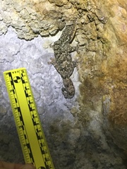 Thecadactylus rapicauda