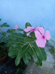 Catharanthus roseus