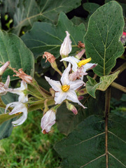 Solanum