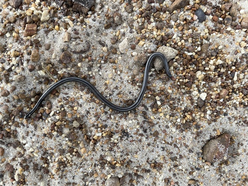 Photo of a Black Thread Snake (Leptotyphlops nigricans)
