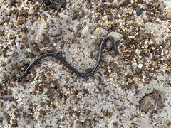 Leptotyphlops nigricans