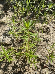 Hexasepalum teres teres