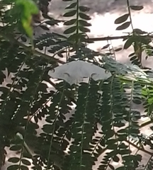 Sericoptera mahometaria