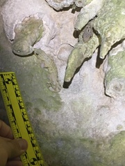 Thecadactylus rapicauda