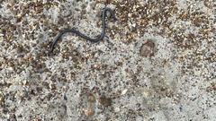 Leptotyphlops nigricans