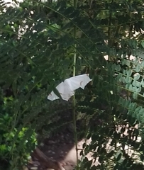 Sericoptera mahometaria
