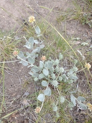 Pfaffia gnaphalioides