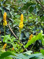 Senna reticulata
