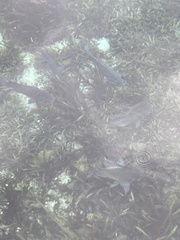 Oreochromis