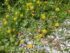 Trifolium badium