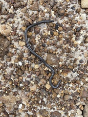 Leptotyphlops nigricans