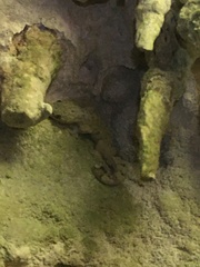 Thecadactylus rapicauda