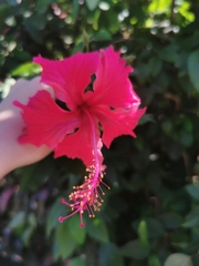 Hibiscus rosa-sinensis