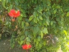 Hibiscus rosa-sinensis