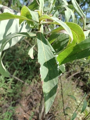 Dendrophorbium