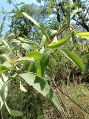 Dendrophorbium