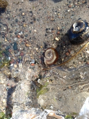 Planorbella trivolvis