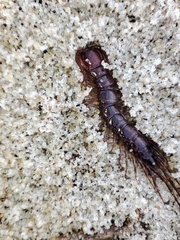 Lithobius forficatus