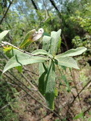 Dendrophorbium